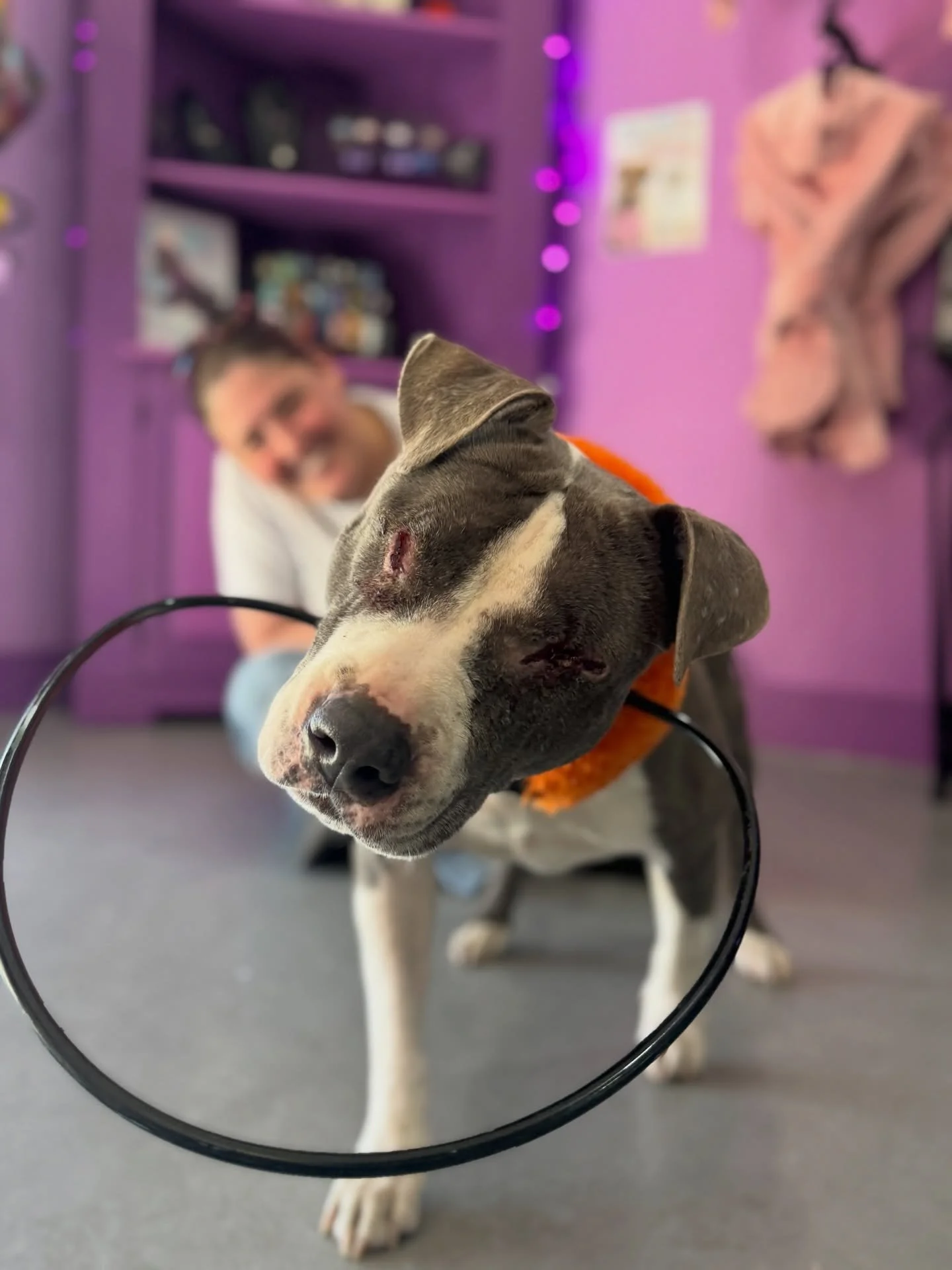 Meet Leah💜
Leah is a sweet girl starting life all over again. At 7 years old she just had both of her eyes removed because of glaucoma and is currently on a renal diet to protect her kidneys. Leah has met every struggle with a kind soft wagging tail