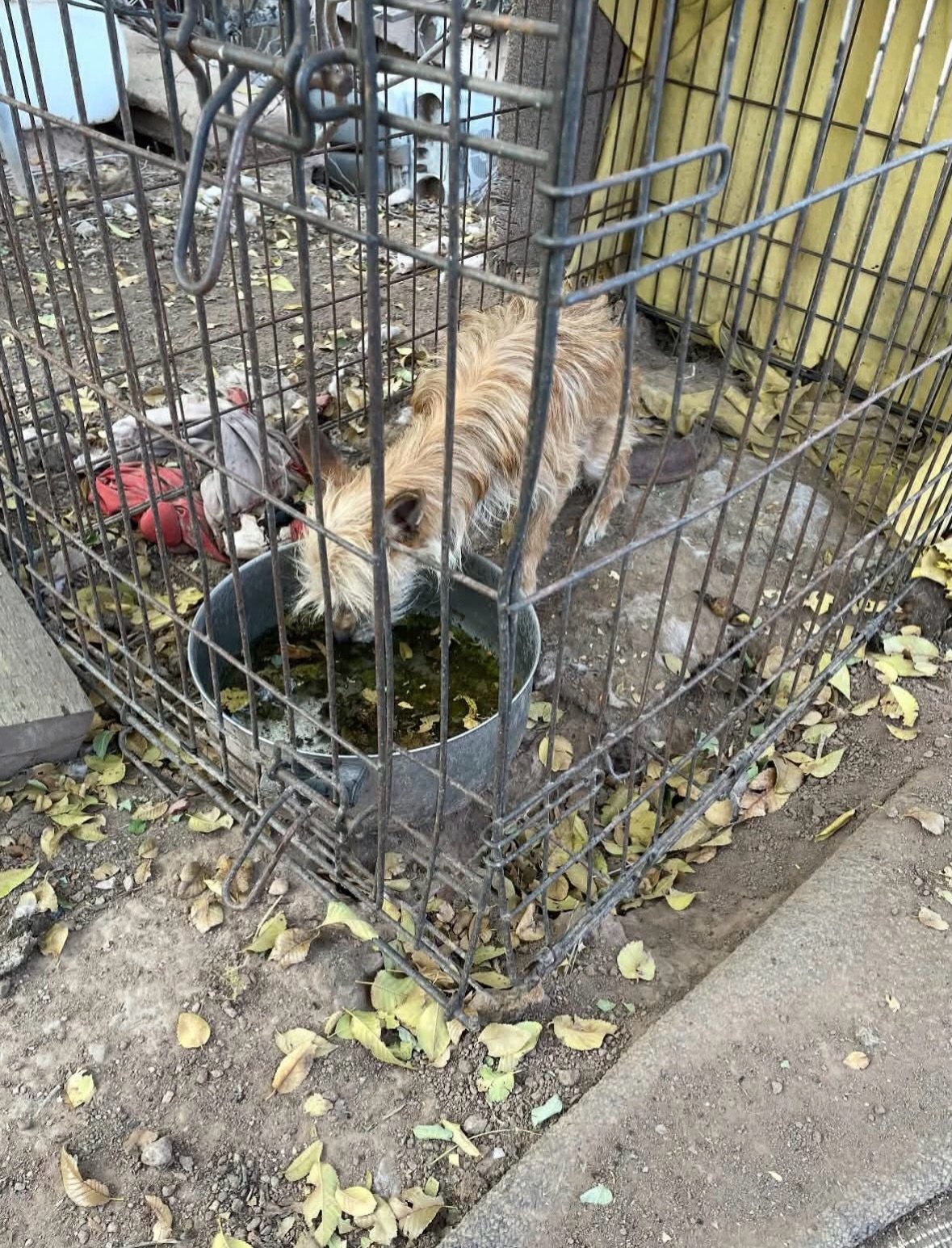 You probably remember Mellows story: found in a crate left to die after owners moved away. Saved by someone who saw them and made the decision to speak up rather than stay quiet. You hear about adoptions from our voice all the time, why don&rsquo;t w