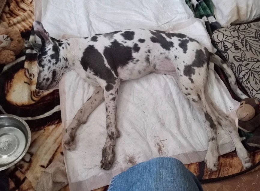 We were told that she was found on train tracks unable to walk and these are the photos we got in our email asking for help. Shes still a baby with her whole life ahead. We said &ldquo;yes&rdquo; but we need your help. We don&rsquo;t know if she&rsqu