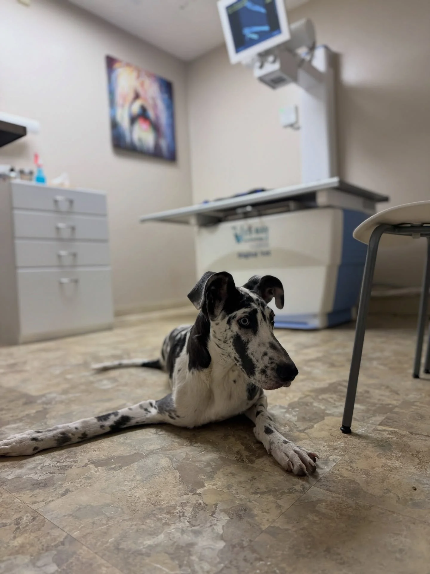 She cannot get up. Her back legs have reduced range of motion. Her front right leg stays out as if she&rsquo;s been propping her body up for some time and that may be because she was reportedly at the finders home laying on her side for 2 weeks befor