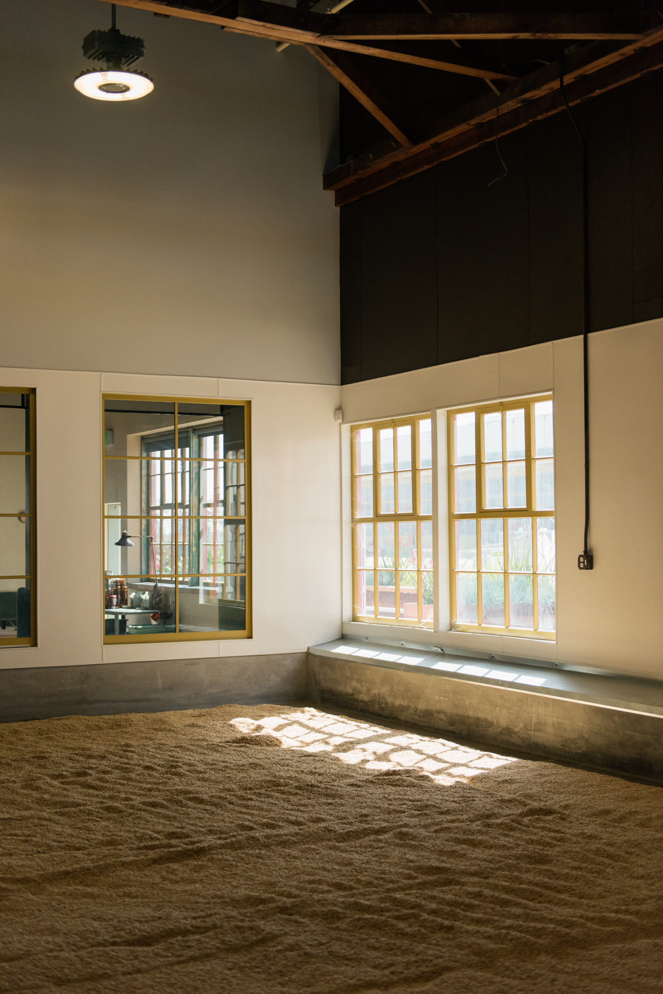 Grain germinates on the ground during the traditional floor malting process at Admiral Maltings in Alameda on April 8, 2018. | Rosa Furneaux, Special To The Chronicle