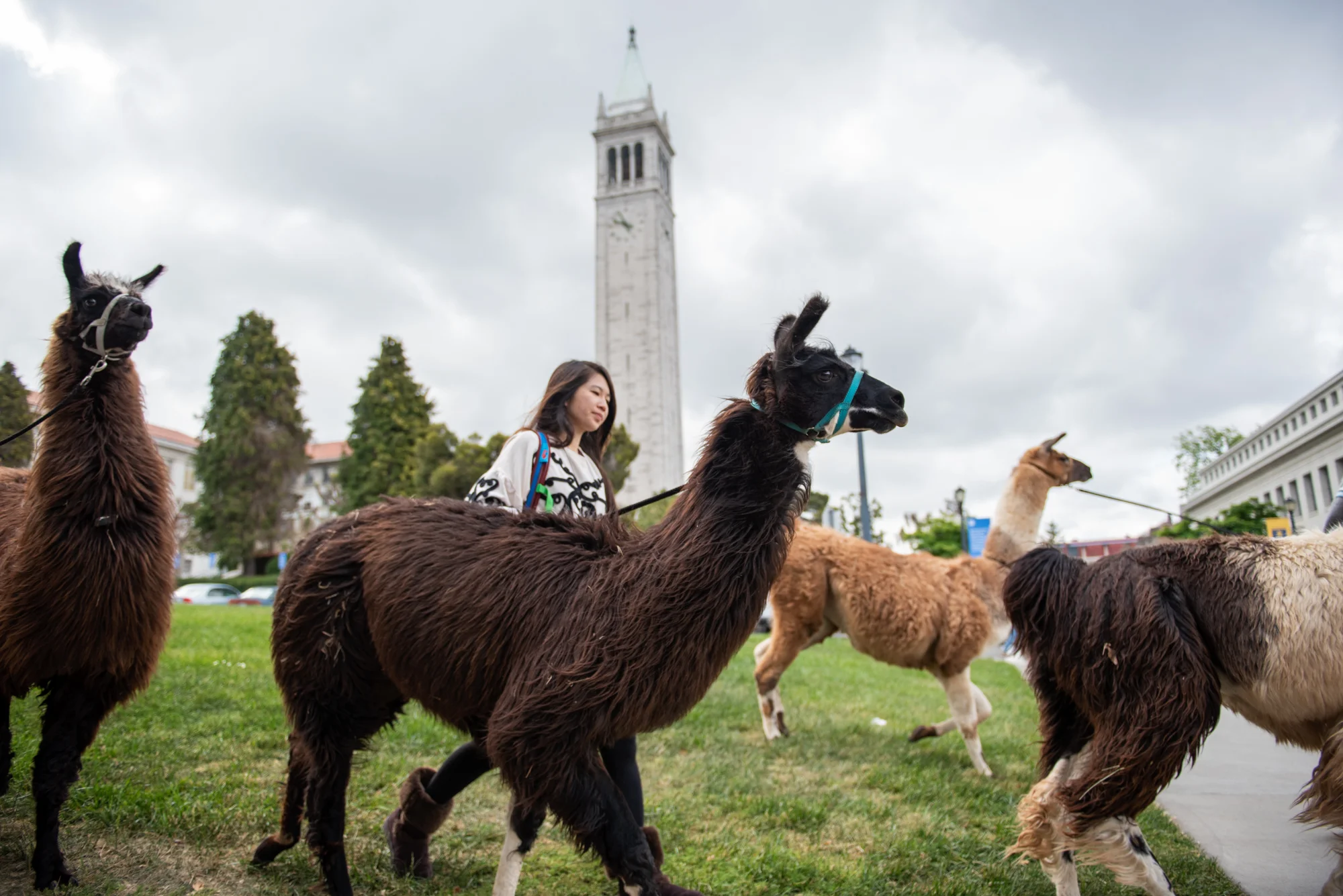 Llamas and their handlers head out near the Campanile at UC Berkeley for Llama-Palooza on Friday, April 27, 2018. | Rosa Furneaux, Special To The Chronicle