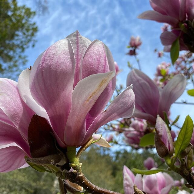 #magnolia #magnoliablossom #magnoliablooms