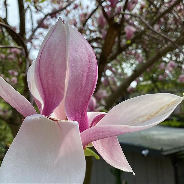 #magnolia #magnoliablossom #magnoliablooms