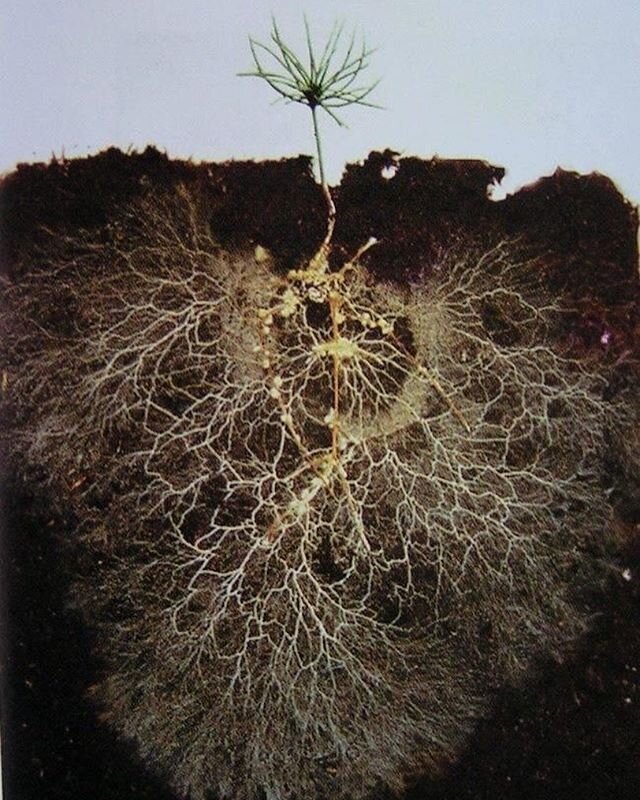 &quot;A small pine tree grown in a glass box reveals the level of white, finely branched mycorrhizal threads or &quot;mycelium&quot; that attach to roots and feed the plant.&quot; - David Read (sourced from &ldquo;Return to Nature&rdquo;) Human netwo