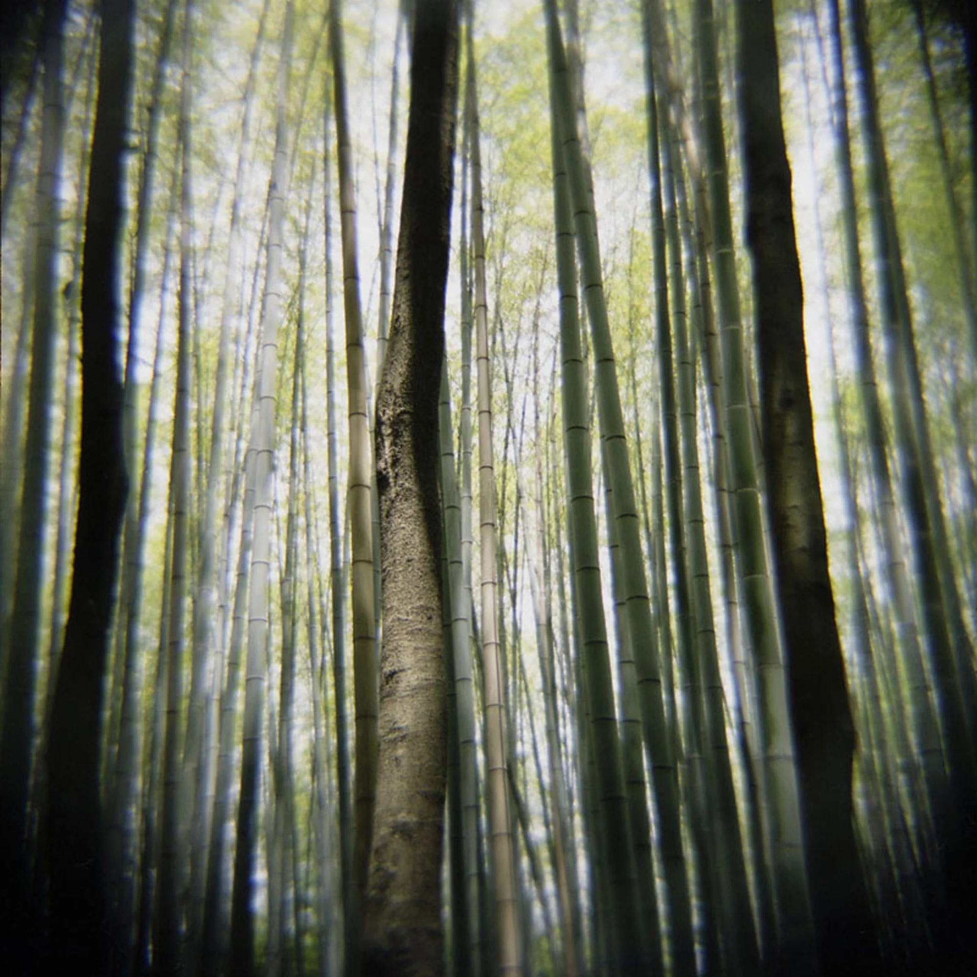 Baker_Katy_Bamboo#3.jpg