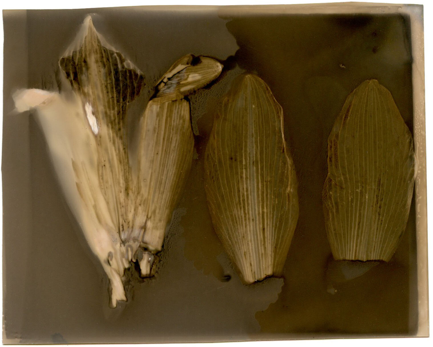 Petals, 2012