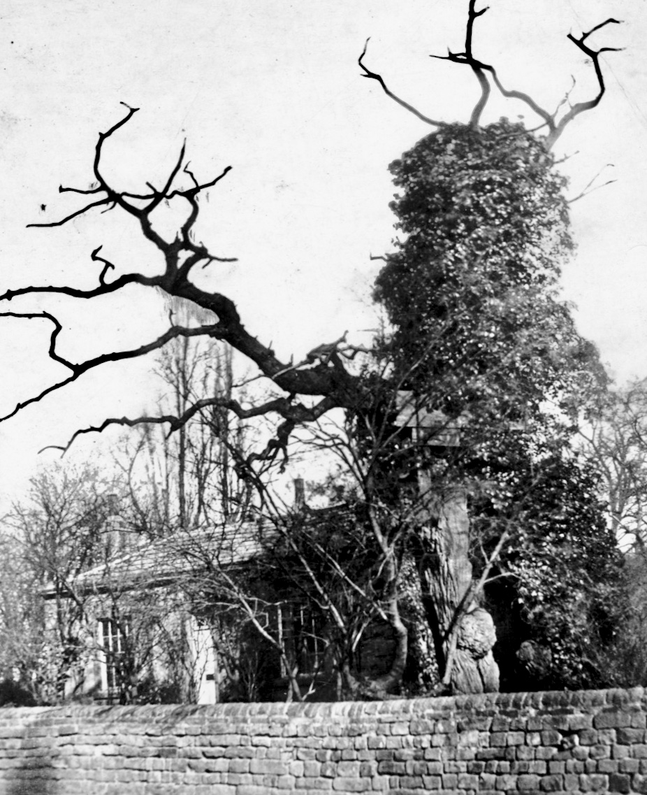 Shire Oak, circa 1890