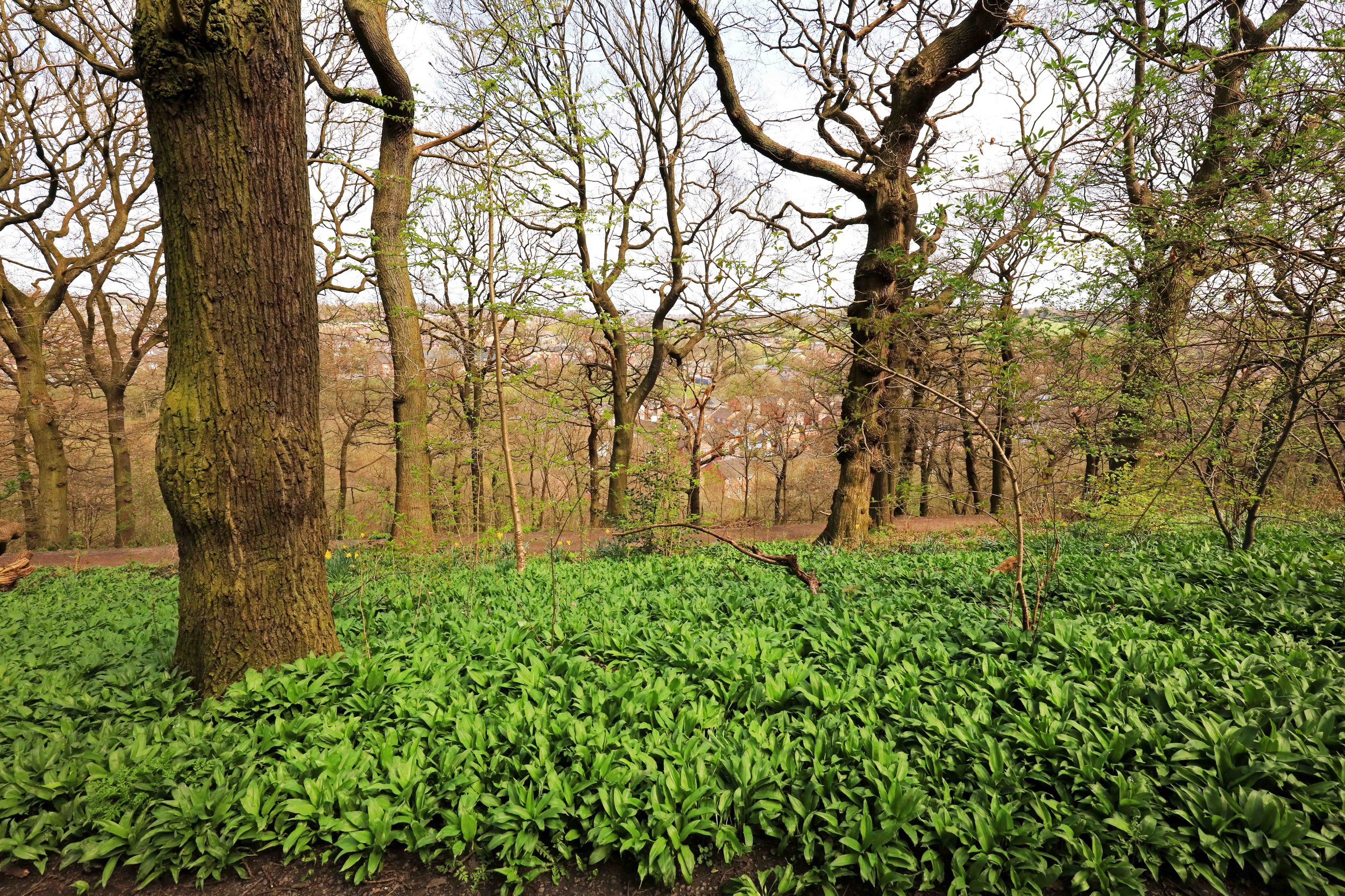 Batty's Wood, Woodhouse Ridge © JHJ