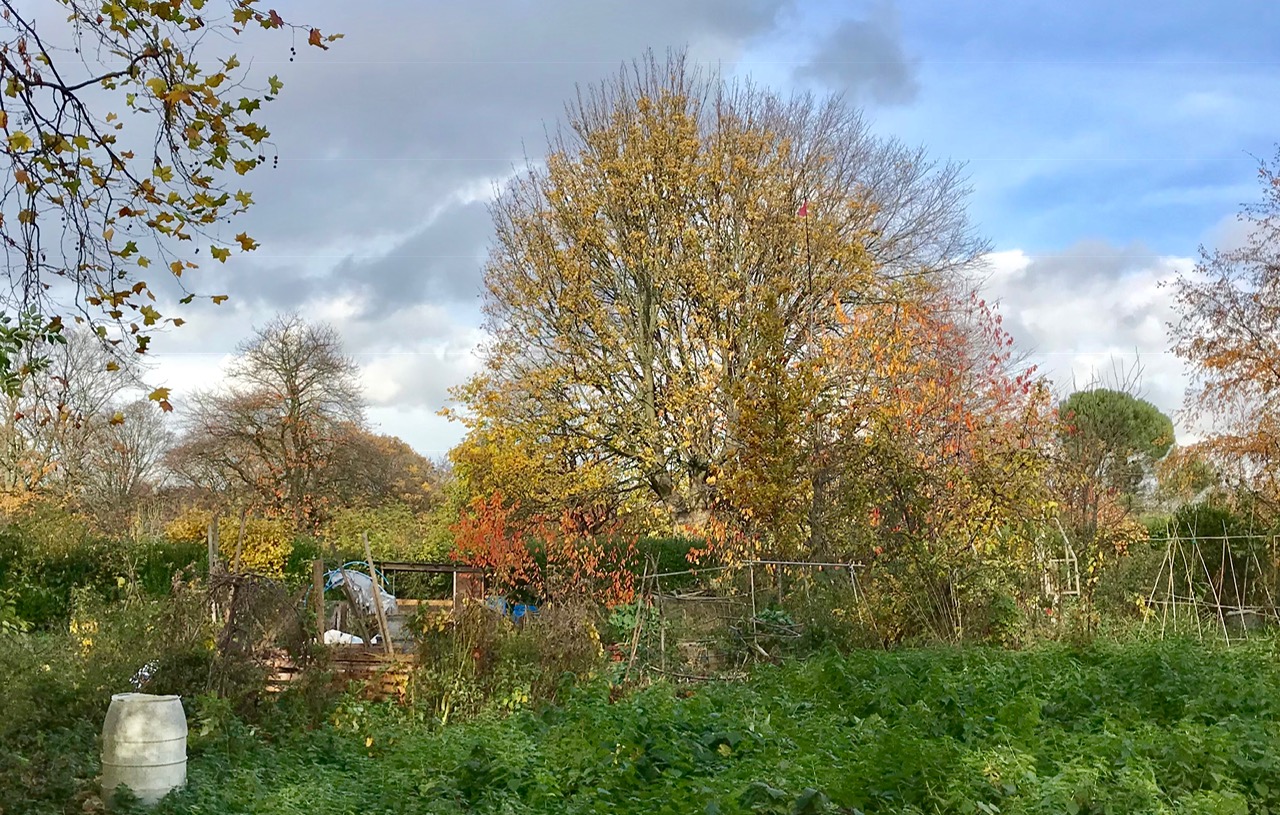 Allotments, Woodhouse Moor © HP