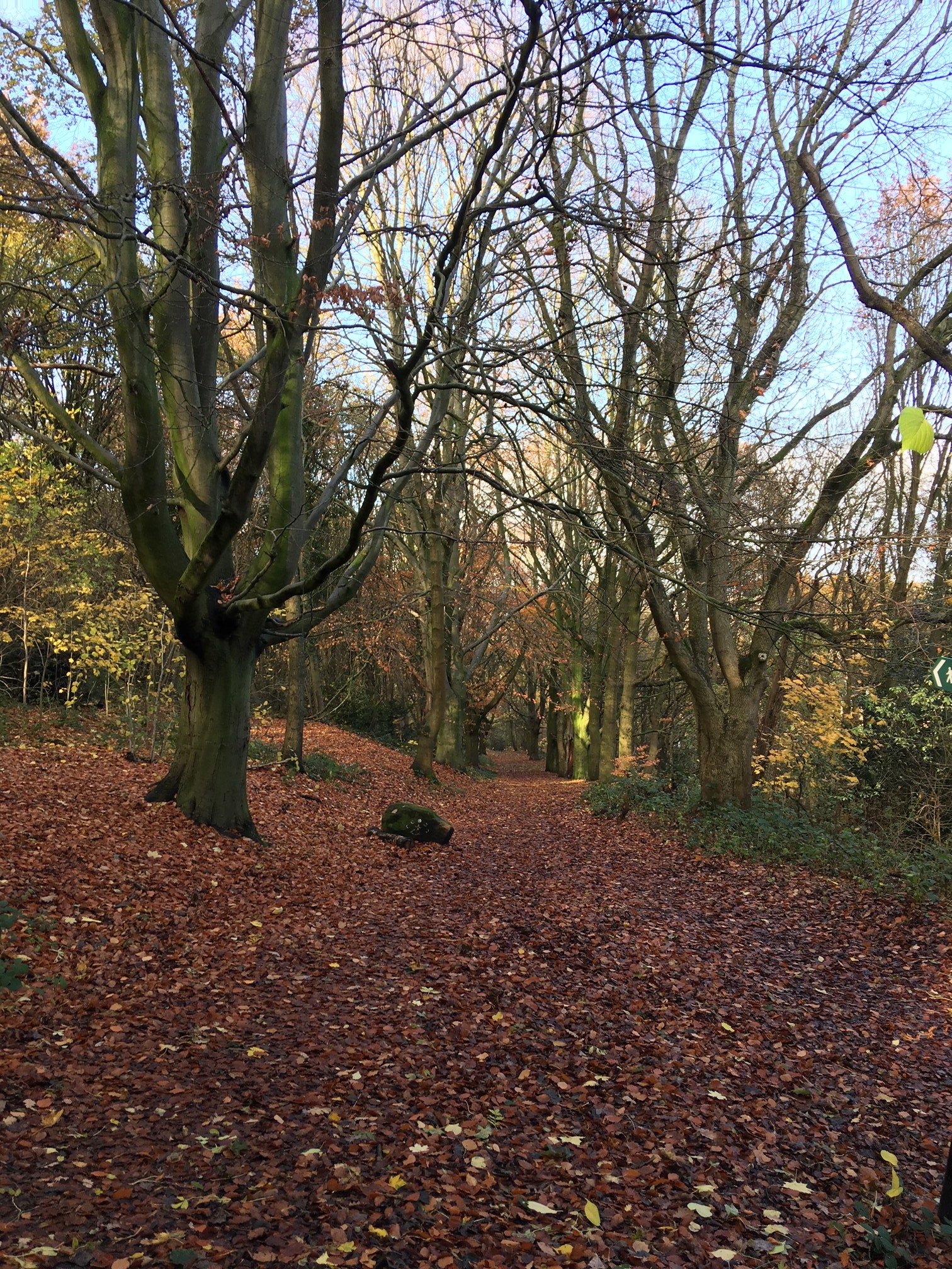 Beech Avenue, Woodhouse Ridge © RT