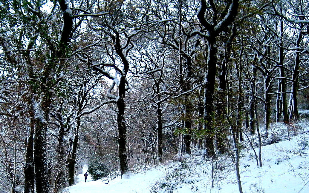 Batty's Wood, Woodhouse Ridge © NL