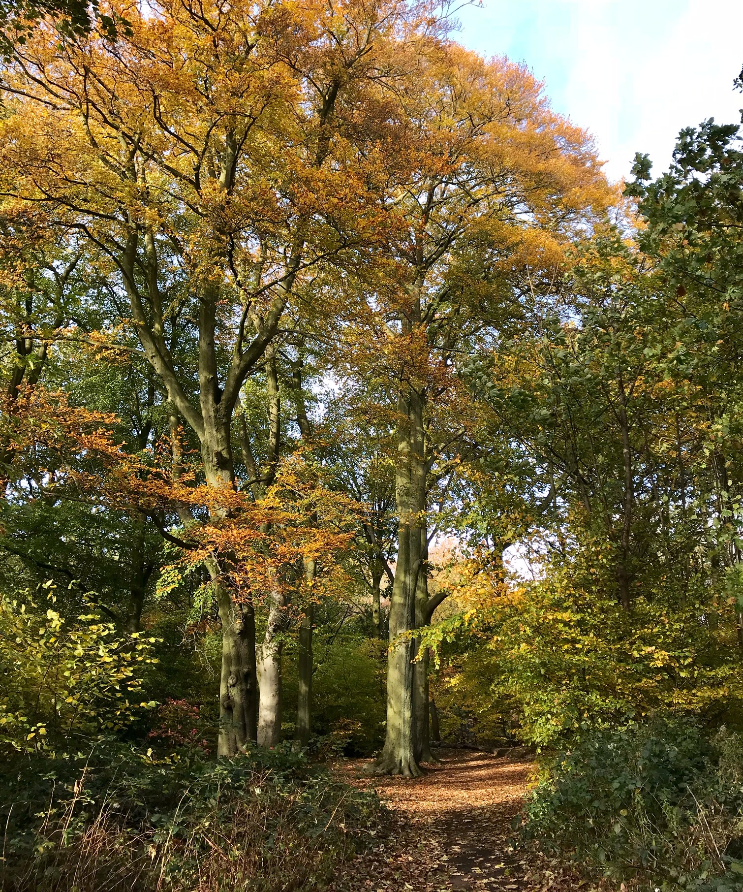 Church Wood © HP