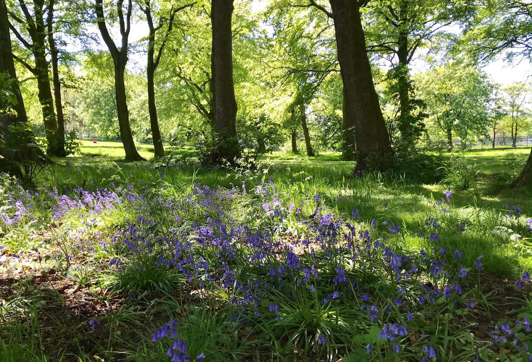 Beckett Park by Batcliffe Wood © HP