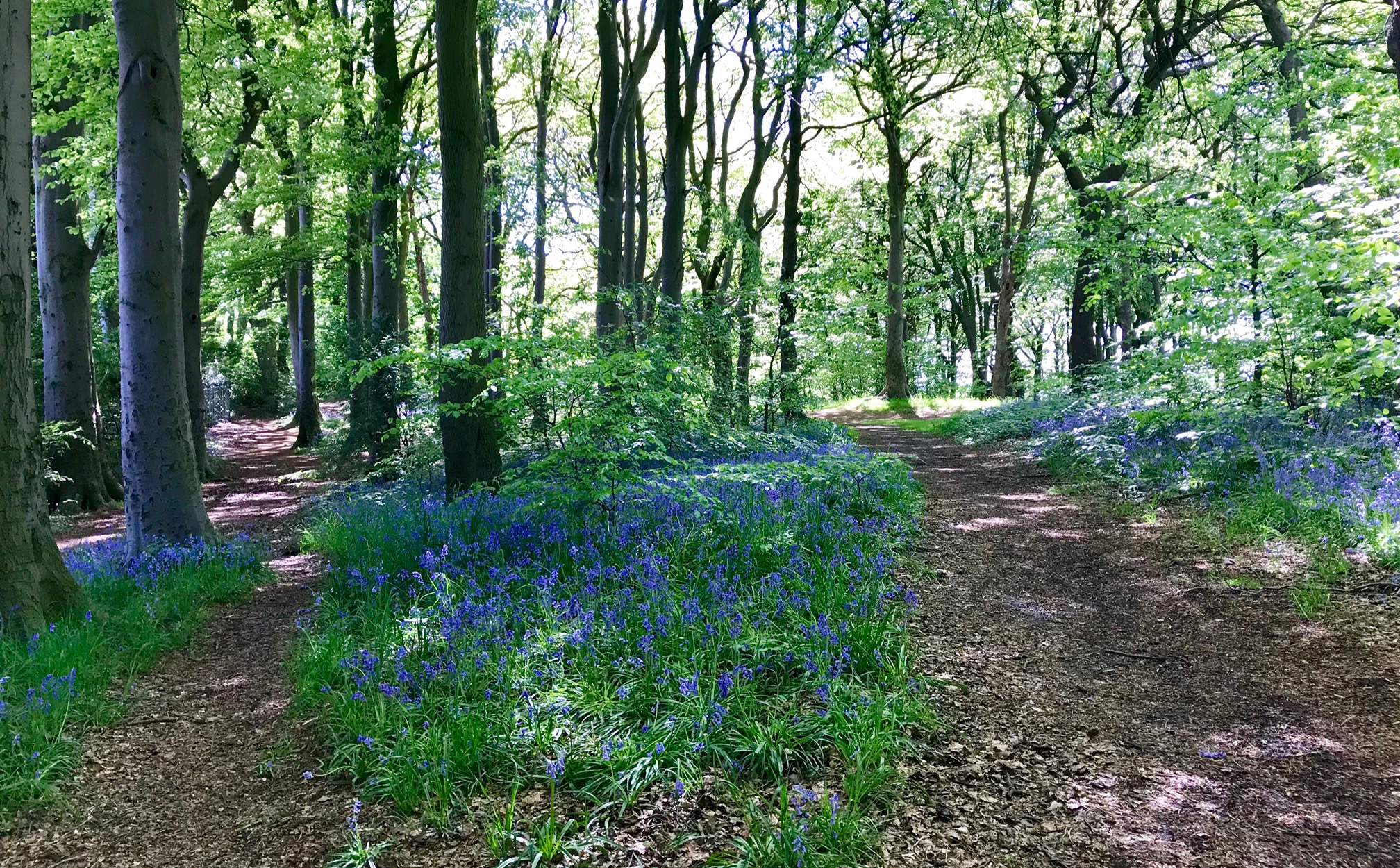 Batcliffe Wood © HP