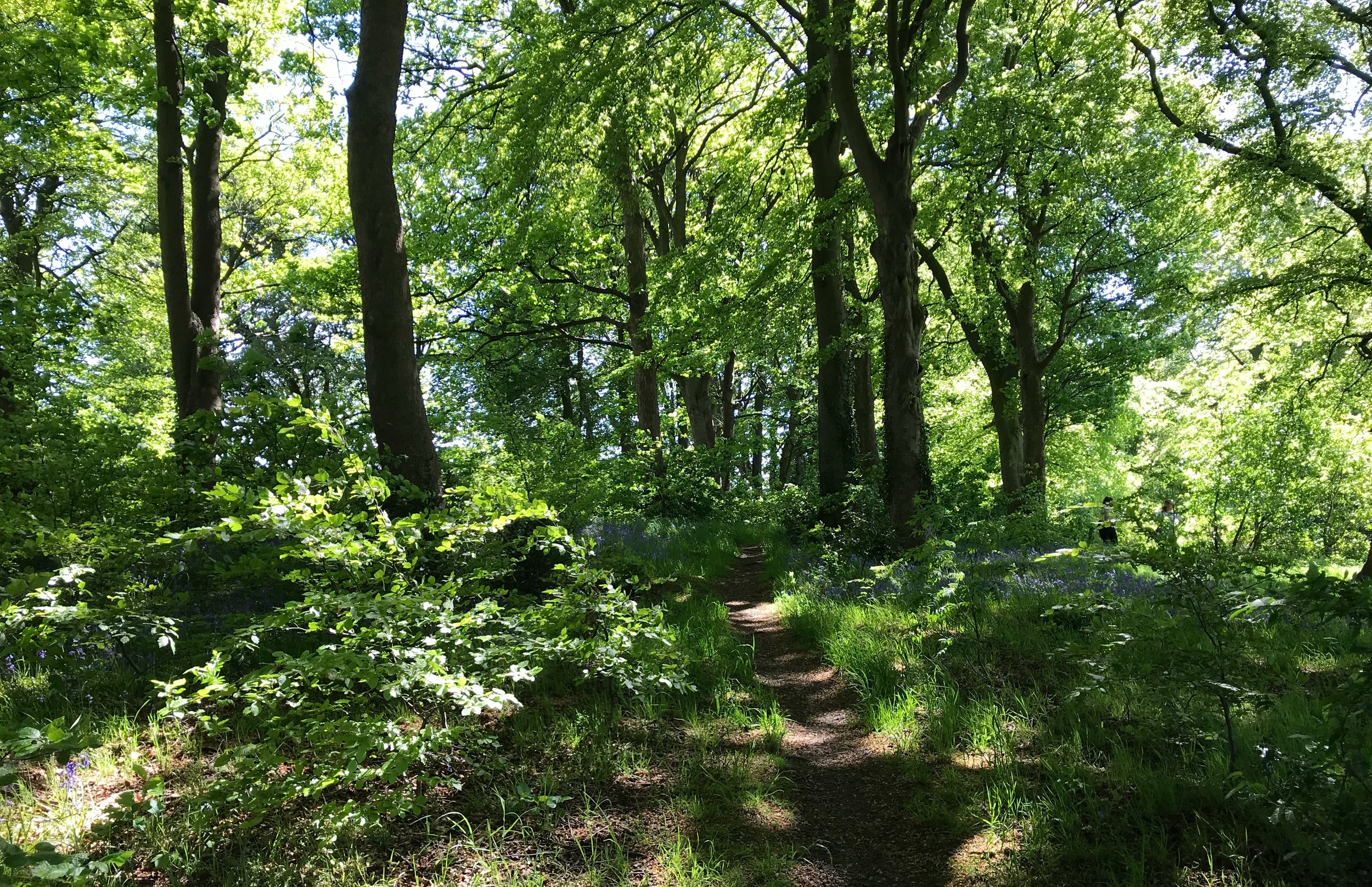 Batcliffe Wood © HP
