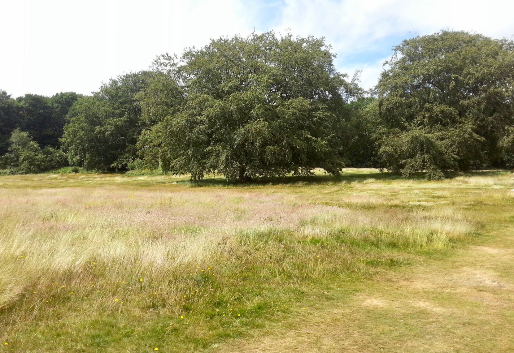 Beckett Park © FOBP