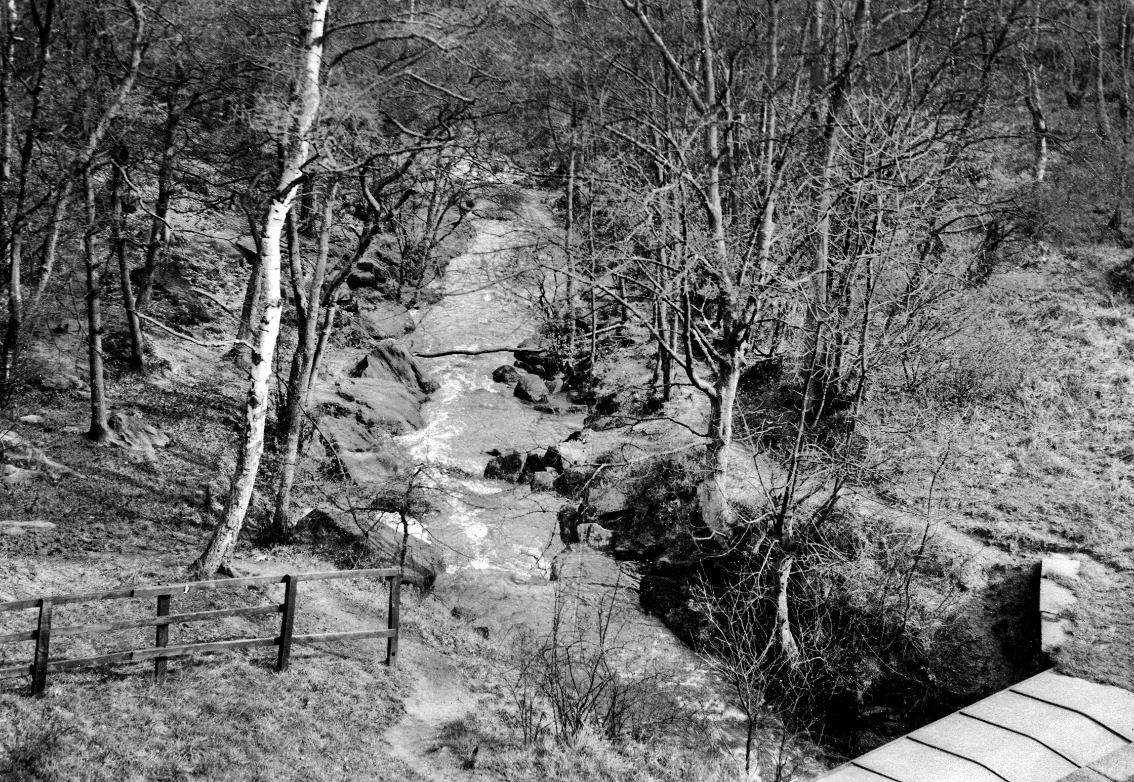 The Hollies, Meanwood Beck Trout Stream, undated