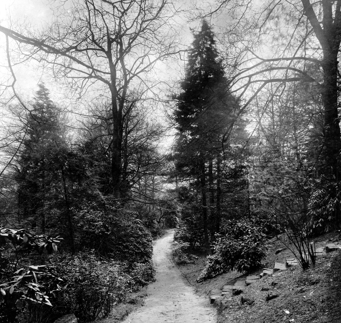 The Hollies, Parkland Pathway, 1924