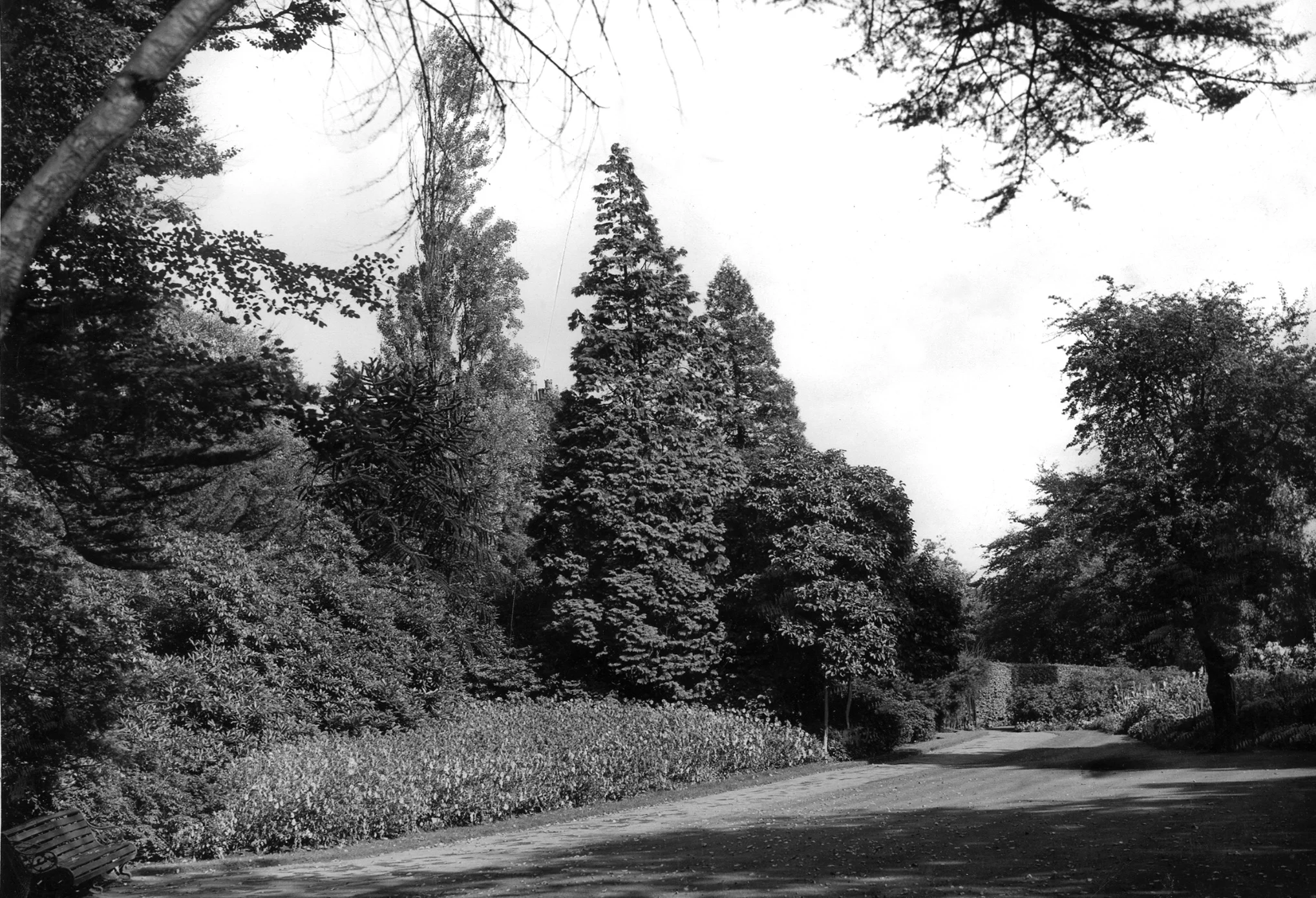 The Hollies, the Old Garden, undated