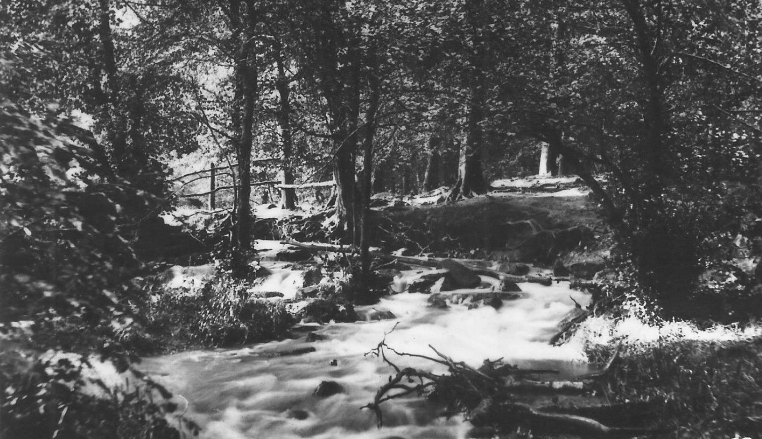 Meanwood Woods, undated