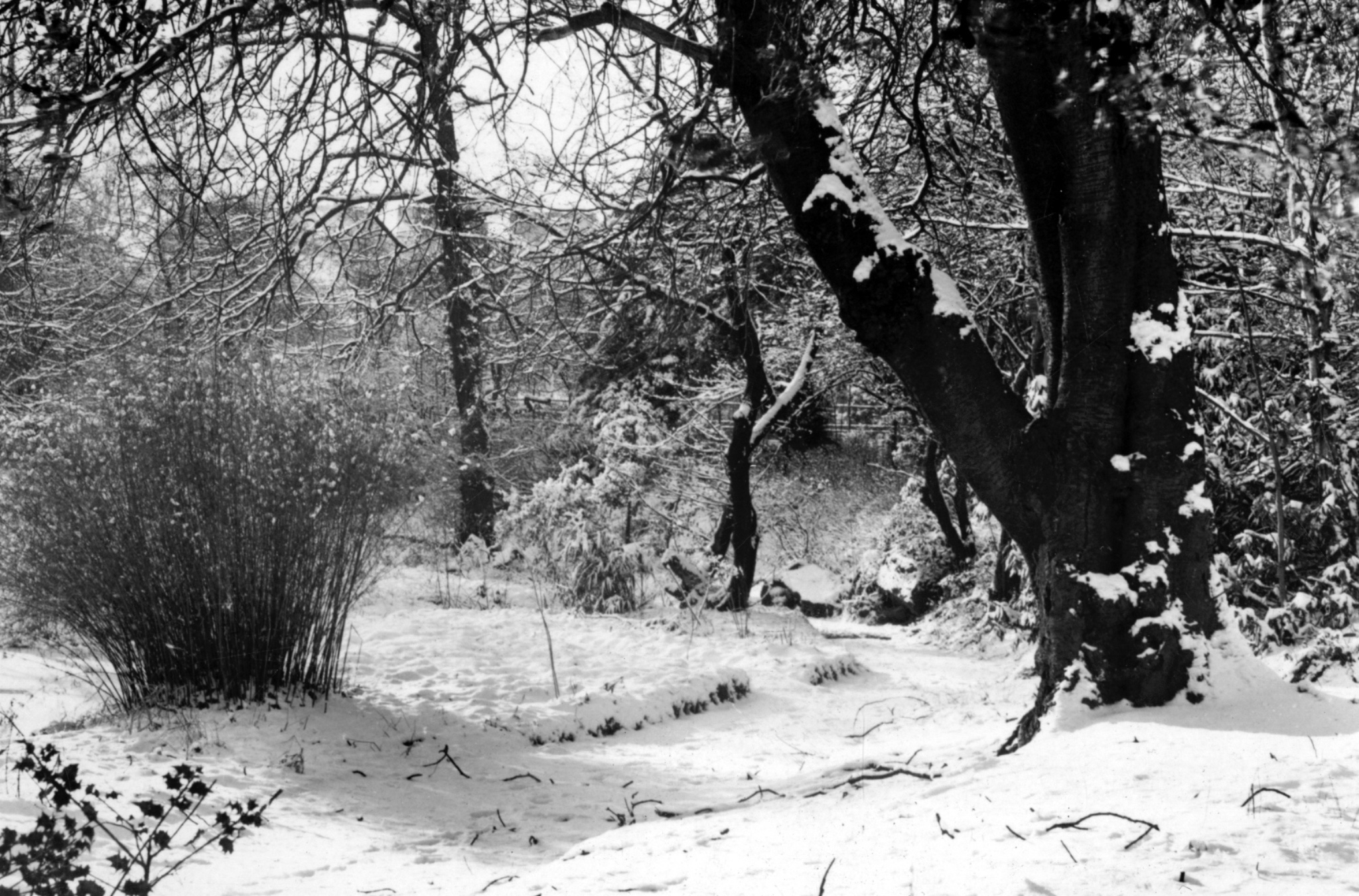 Meanwood Beck in Winter, undated