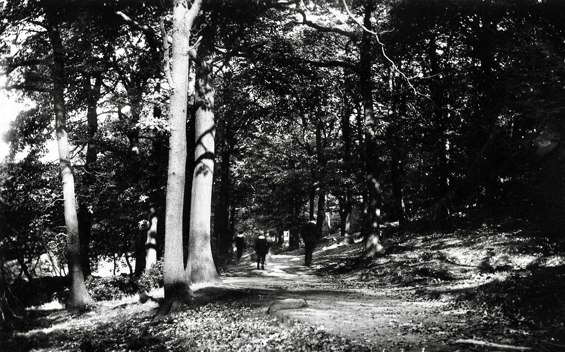 Path through Meanwood Woods, Early 1900s