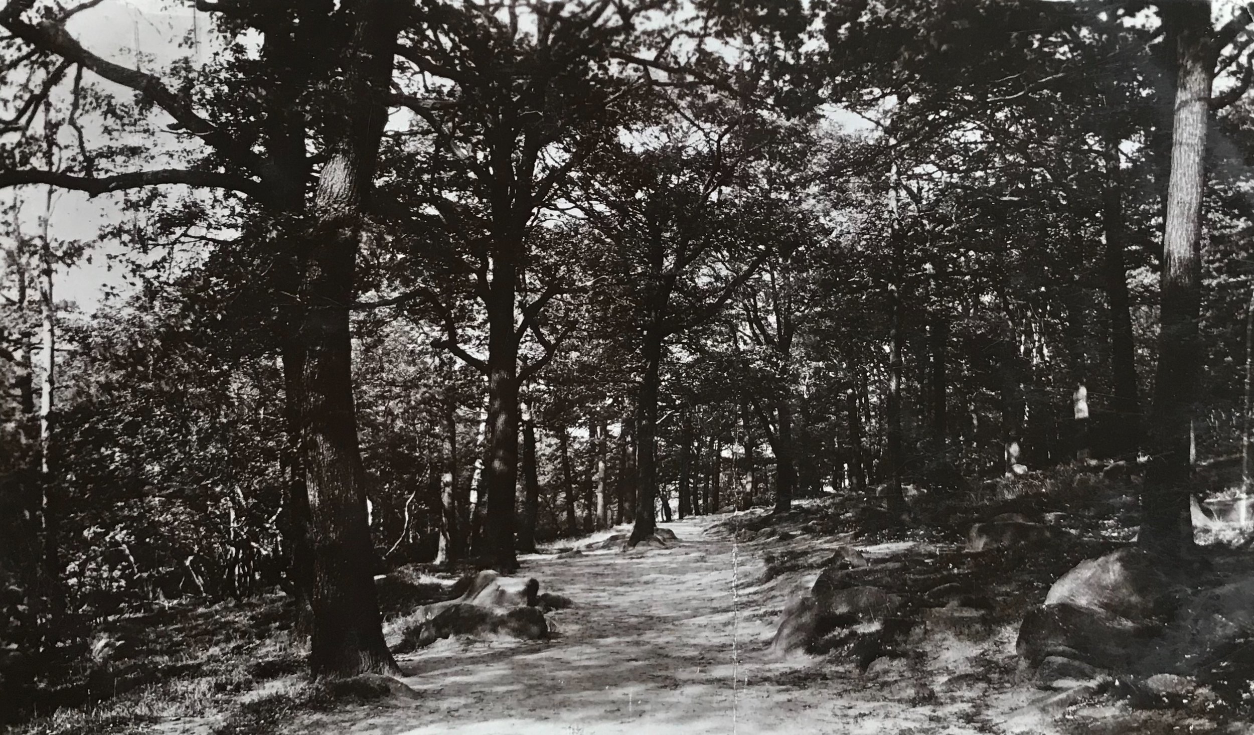 Path through Meanwood Woods, Early 1900s