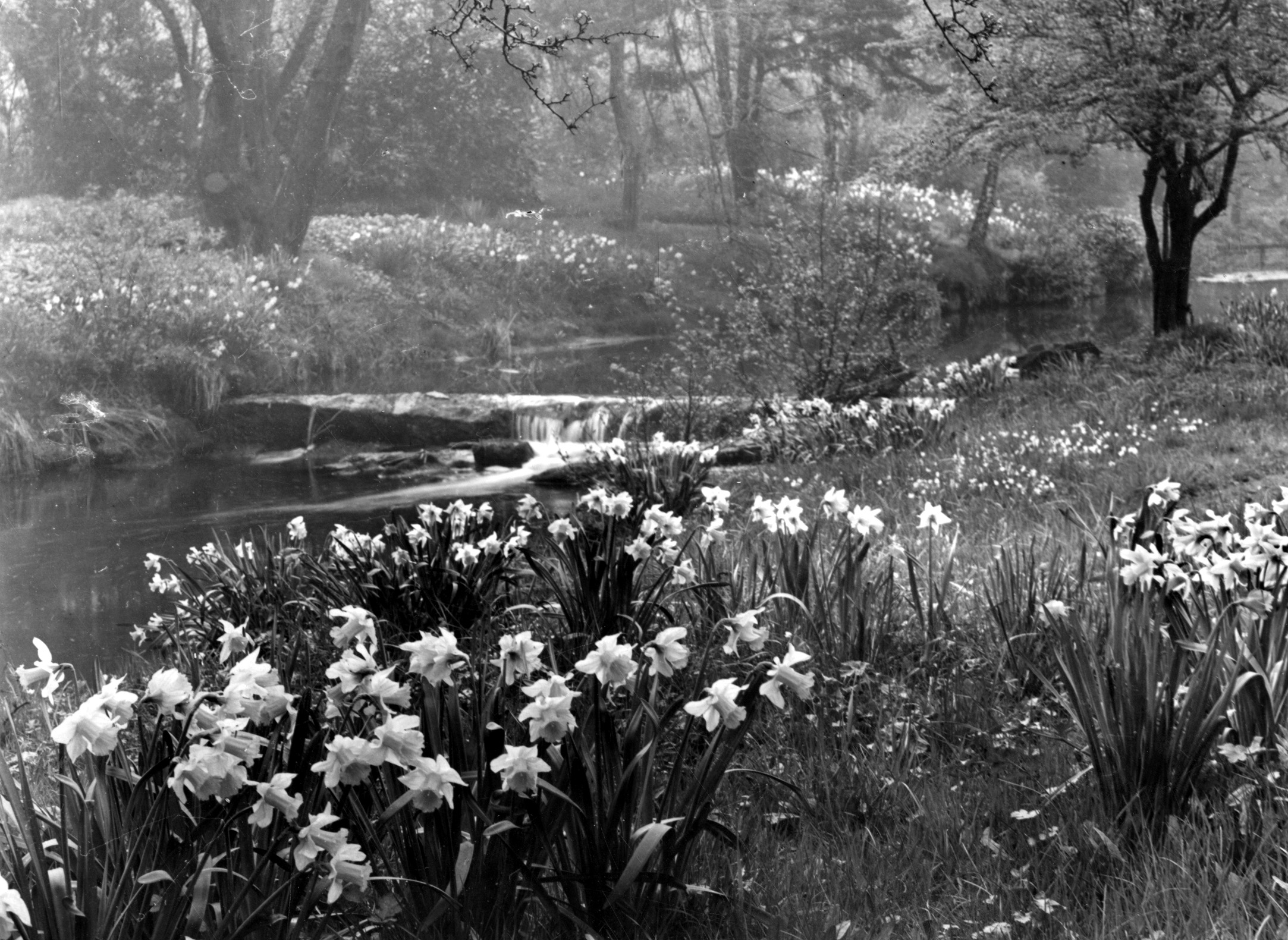 Meanwood Park in Springtime, undated