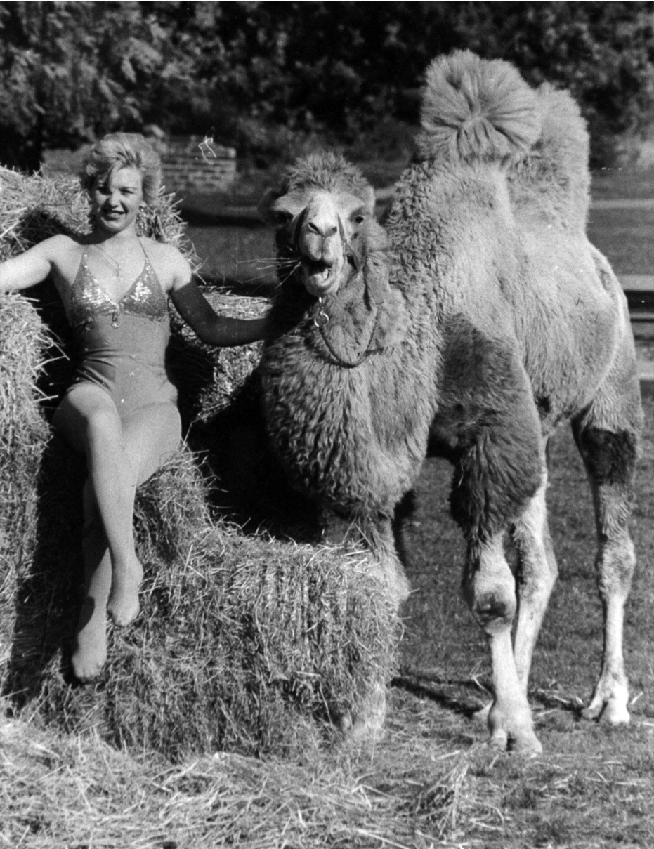 Gerry Cottell’s Circus Camel, Woodhouse Moor, 1978