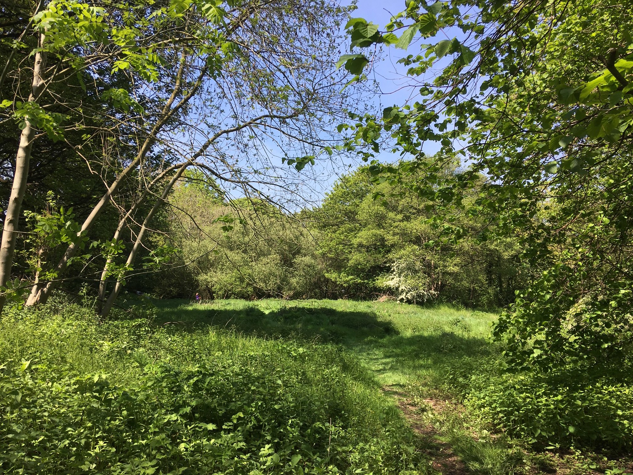 21  Site of mill pond, for Old Oil Mill, 2019