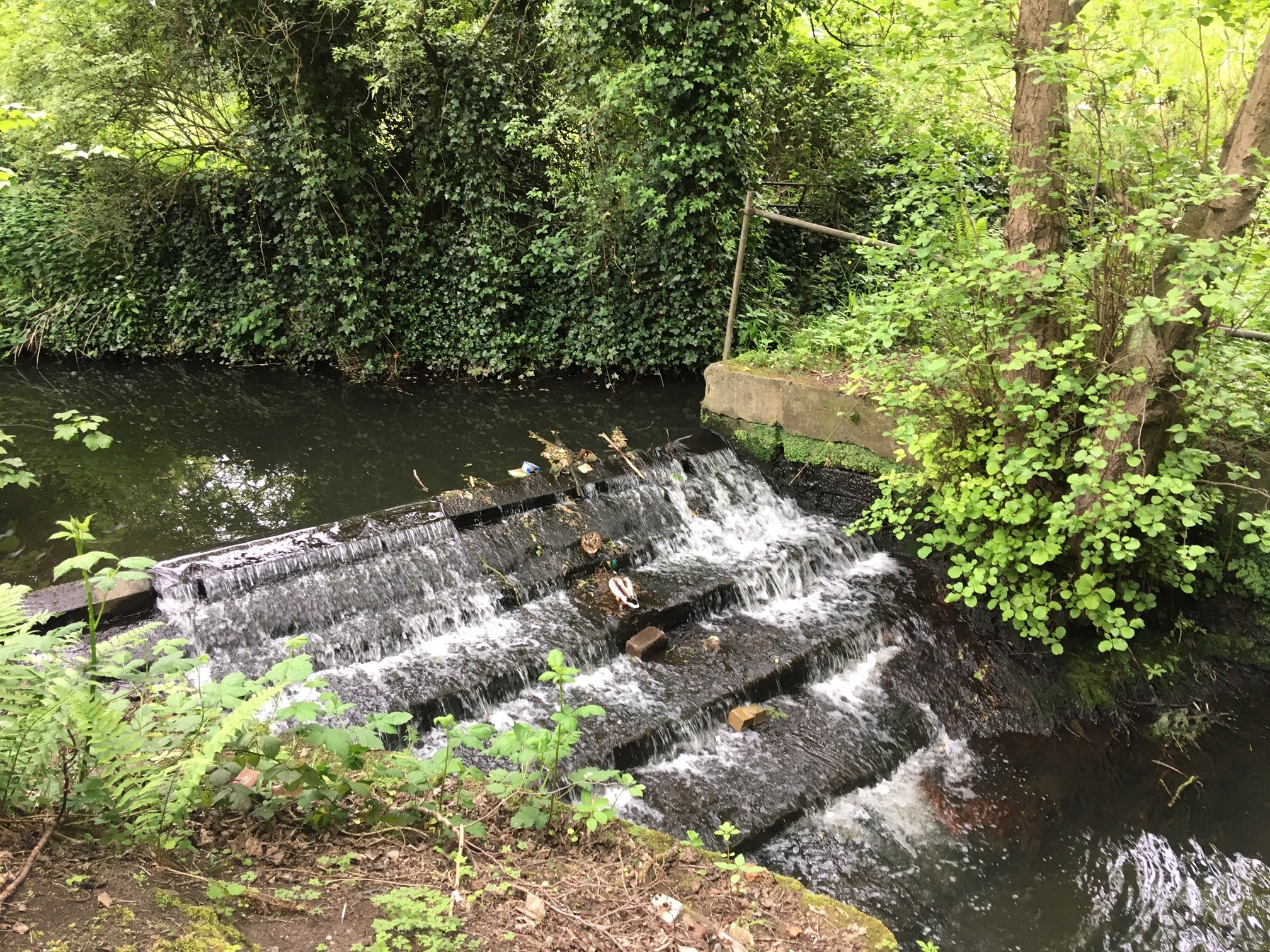 27  Weir and source of Goit, for Grove Mill, 2019
