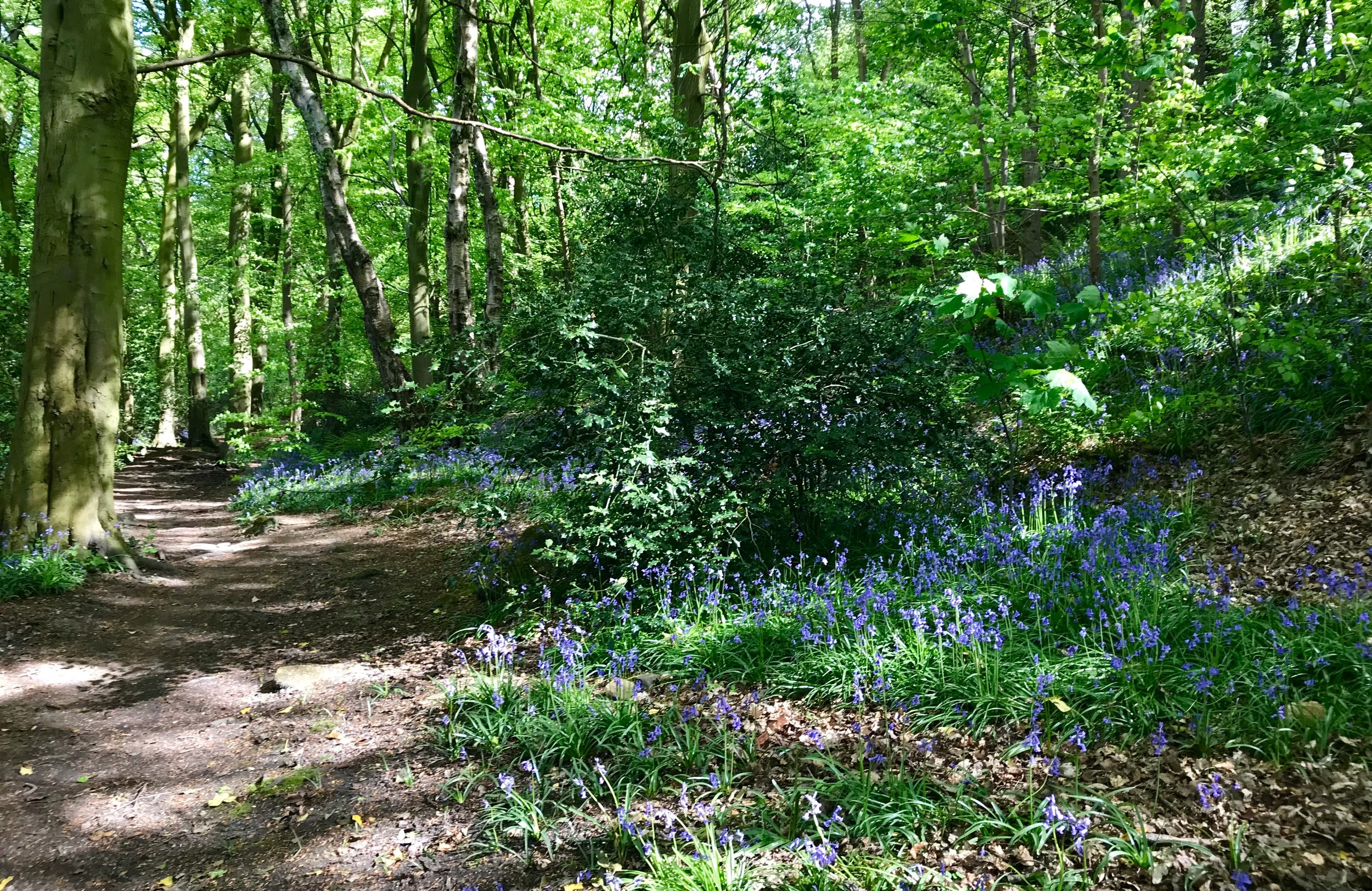 Bluebells, The Hollies © HP