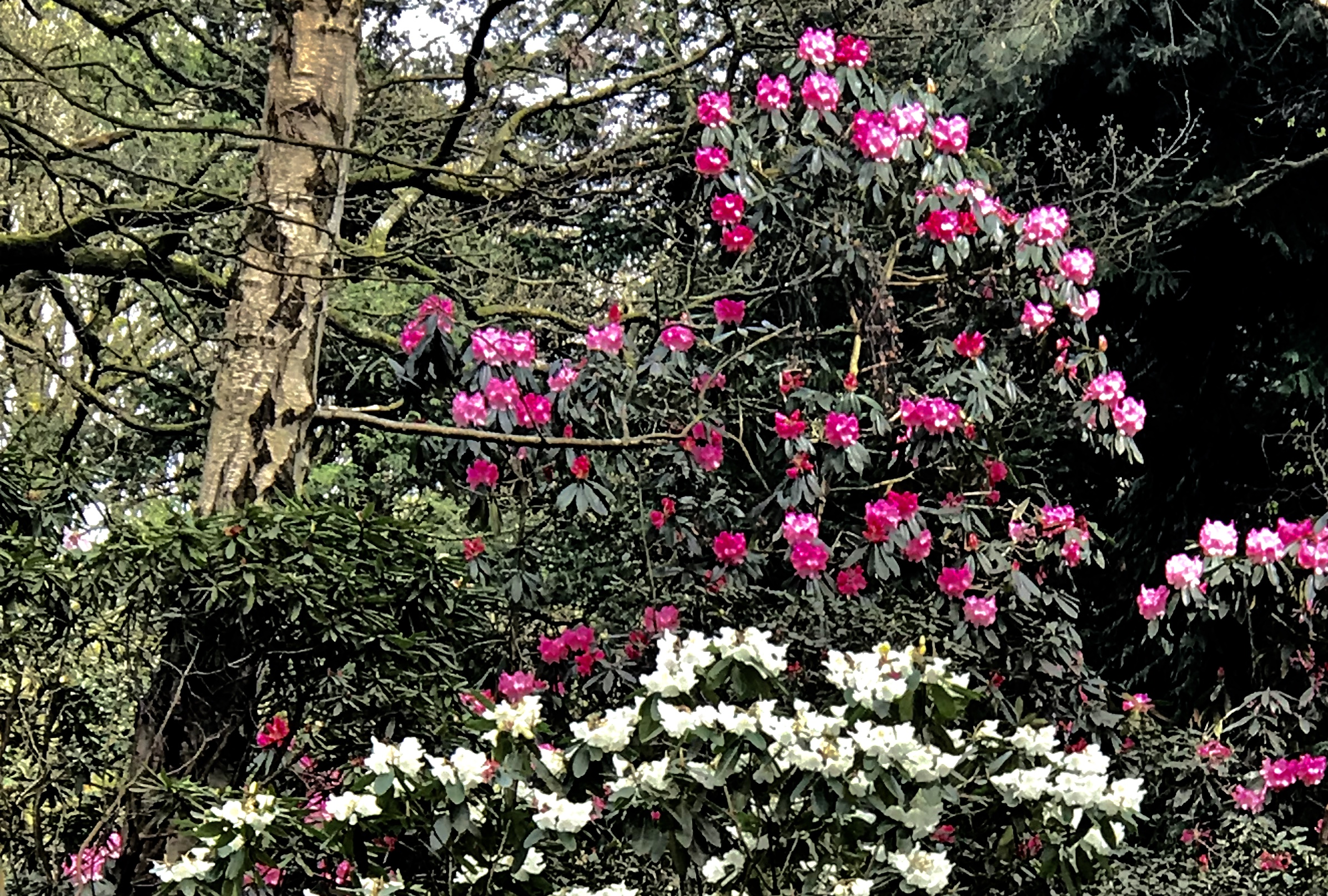 Rhododendrons, The Hollies © HP
