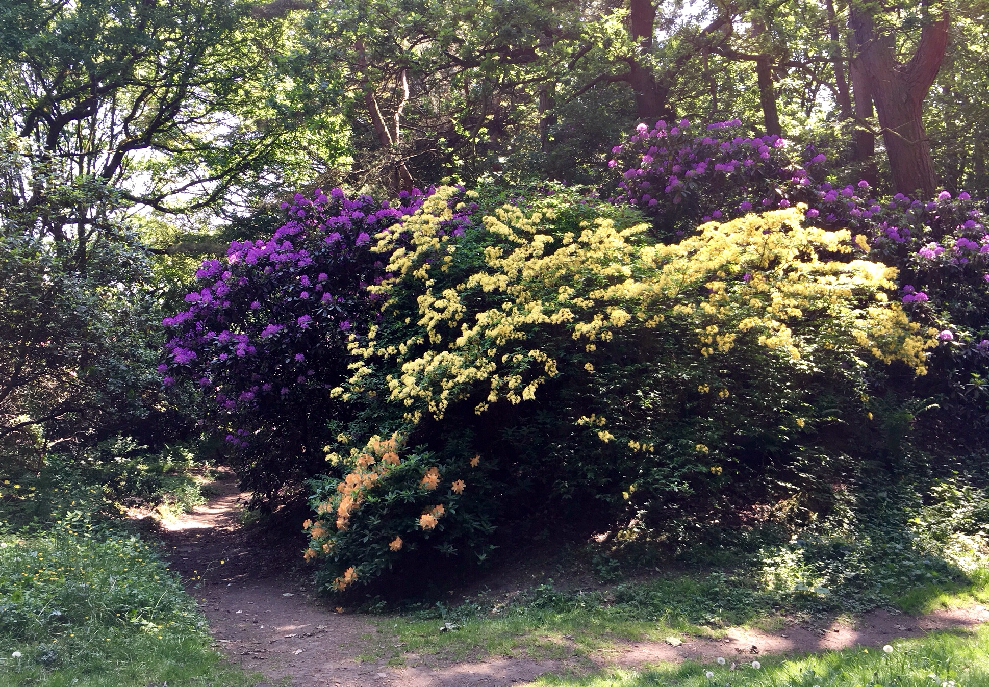 Rhododendrons, The Hollies © RT