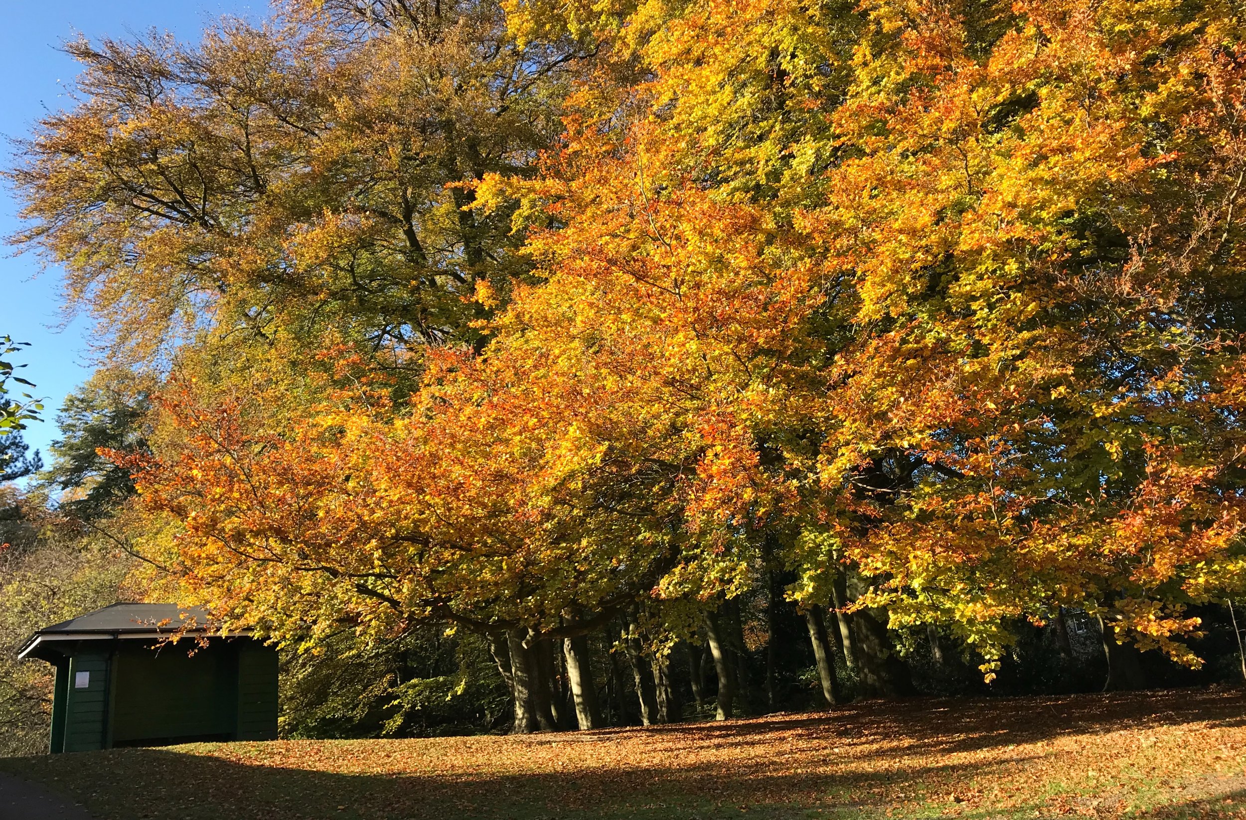 Beeches, The Hollies © HP