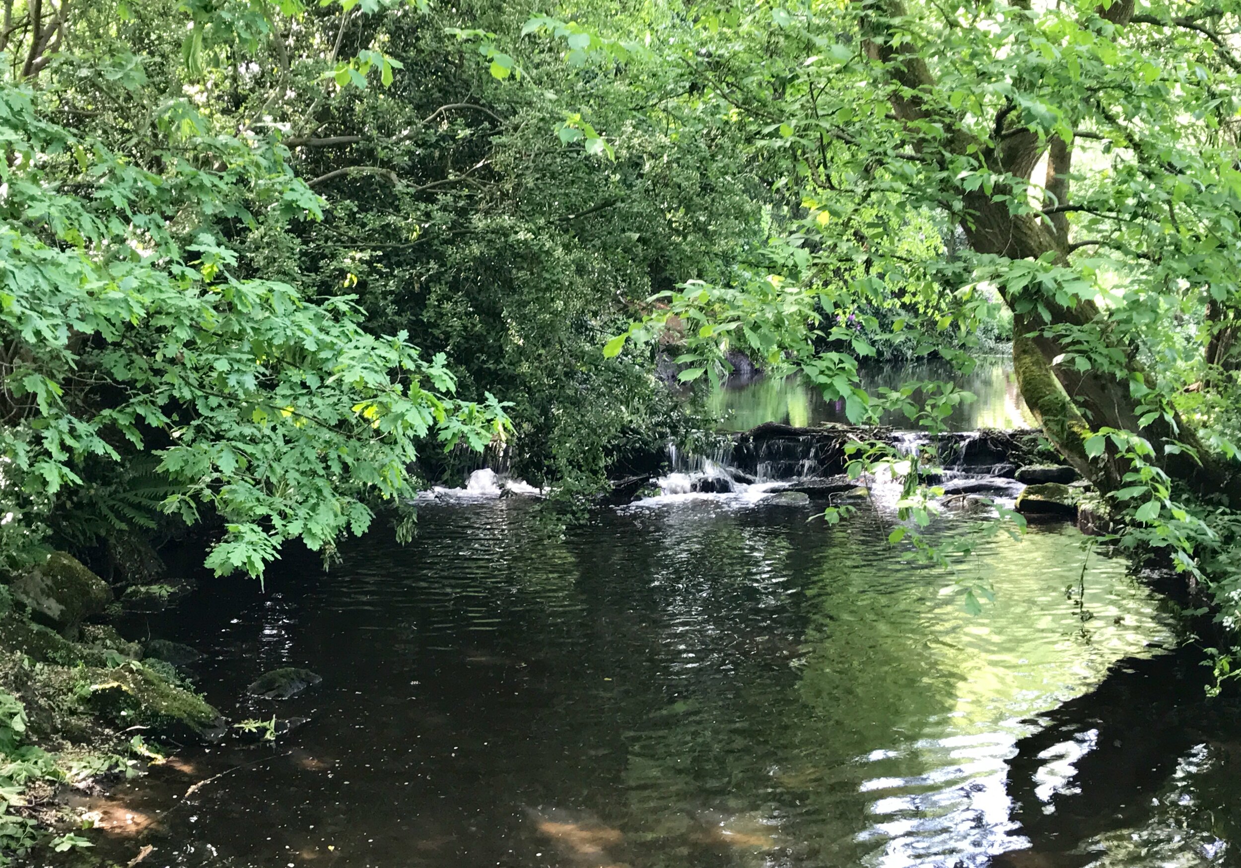 Weir, Meanwood Beck © HP