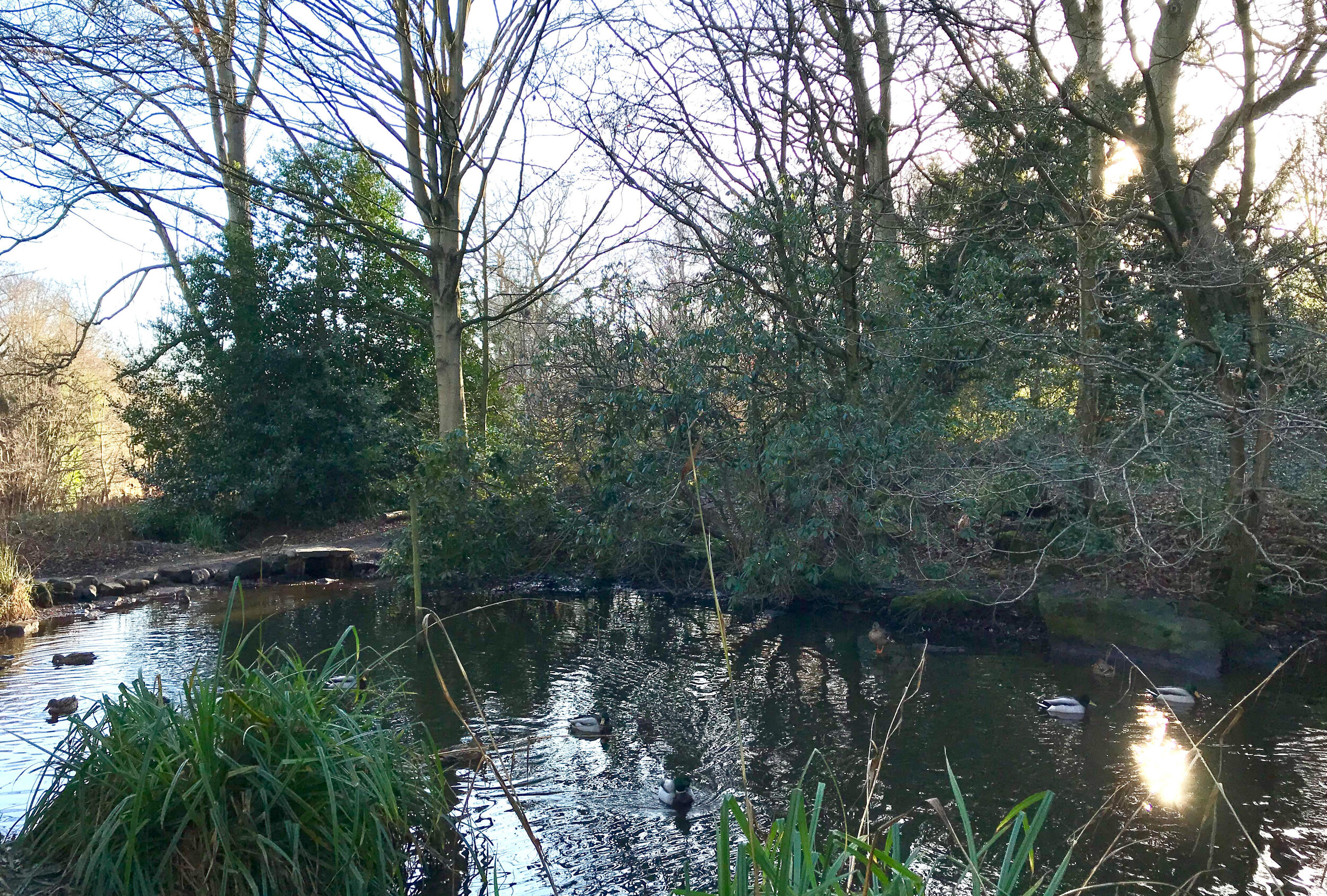 Henry's Pond, Meanwood Park © HP