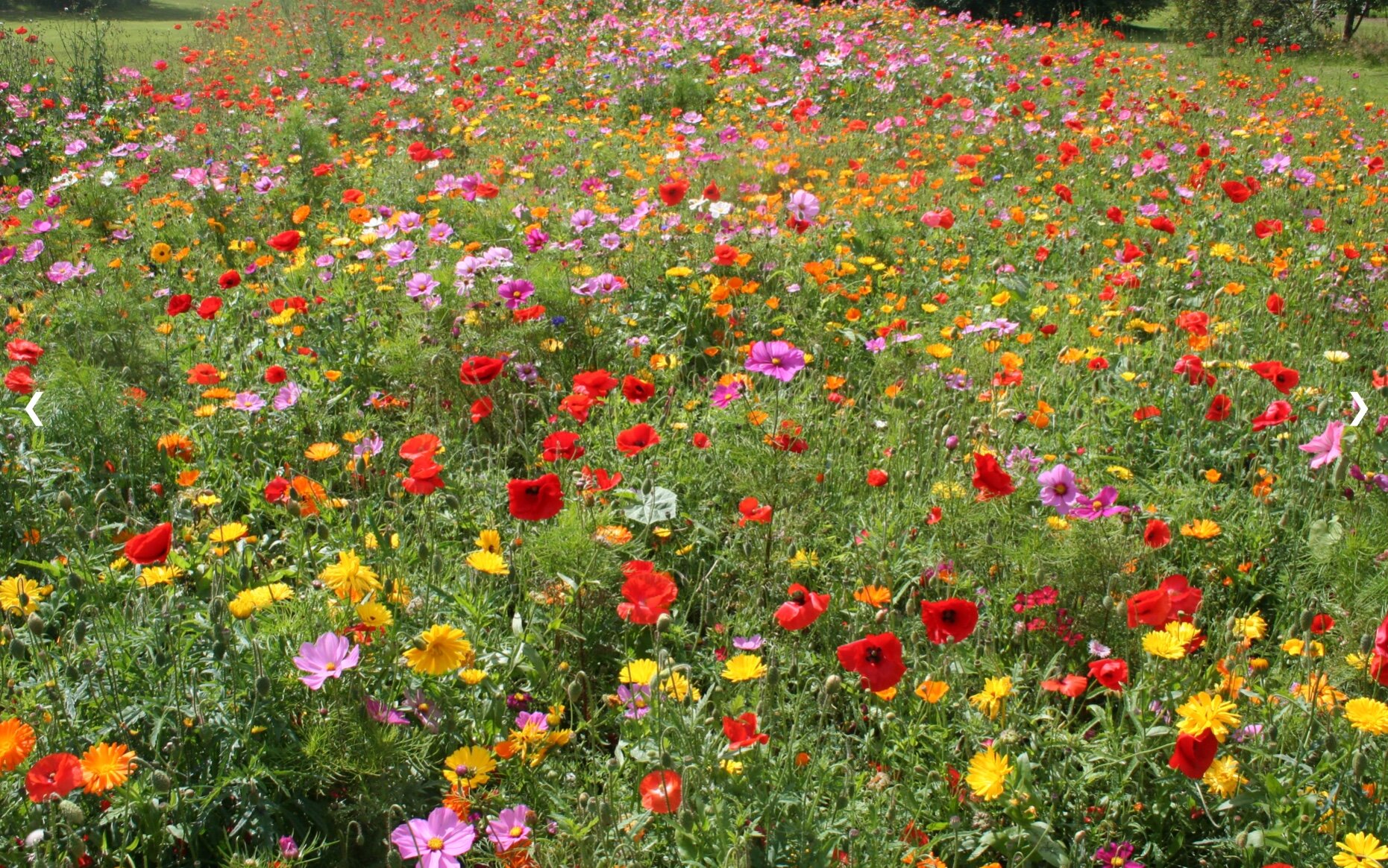 Wild Flower Meadow, West Park Fields © WPRA