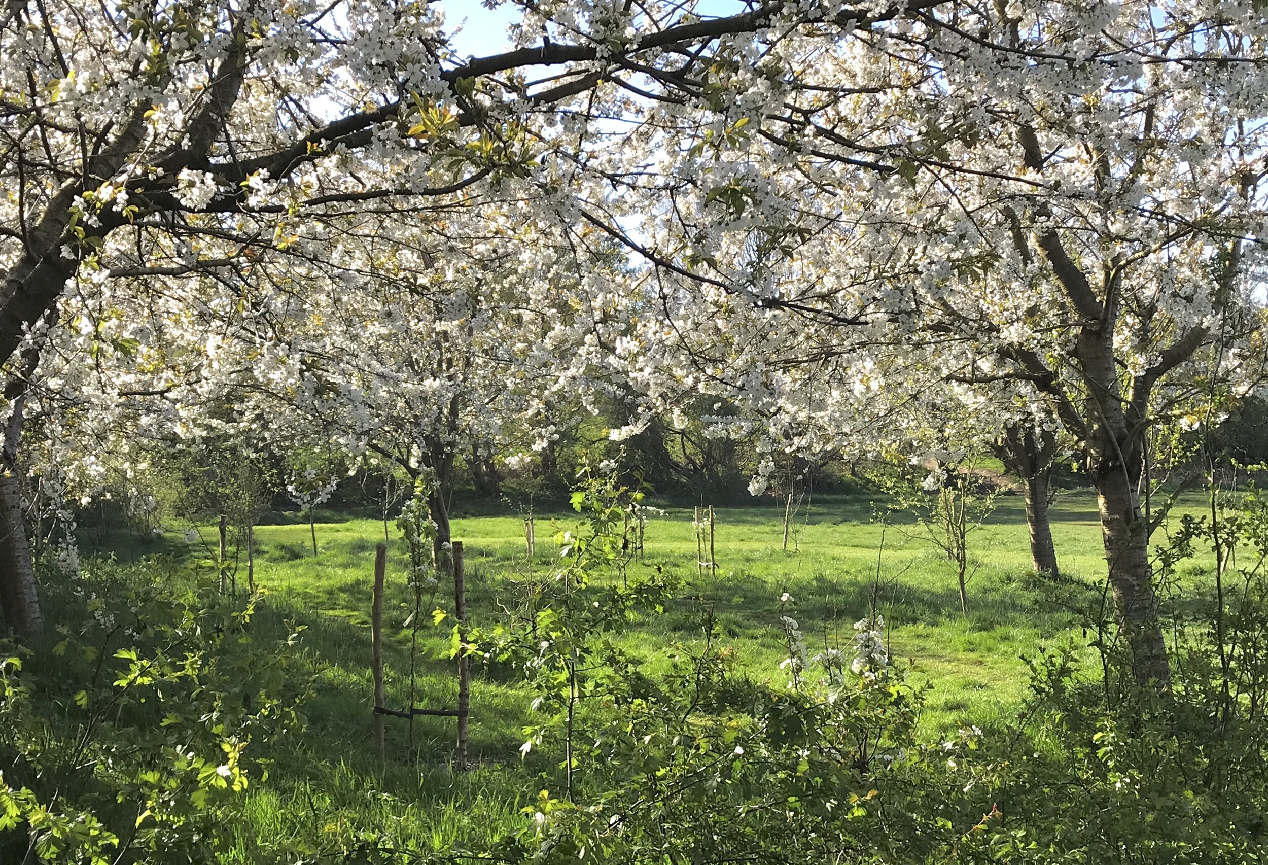 Orchard, West Park Fields © HP