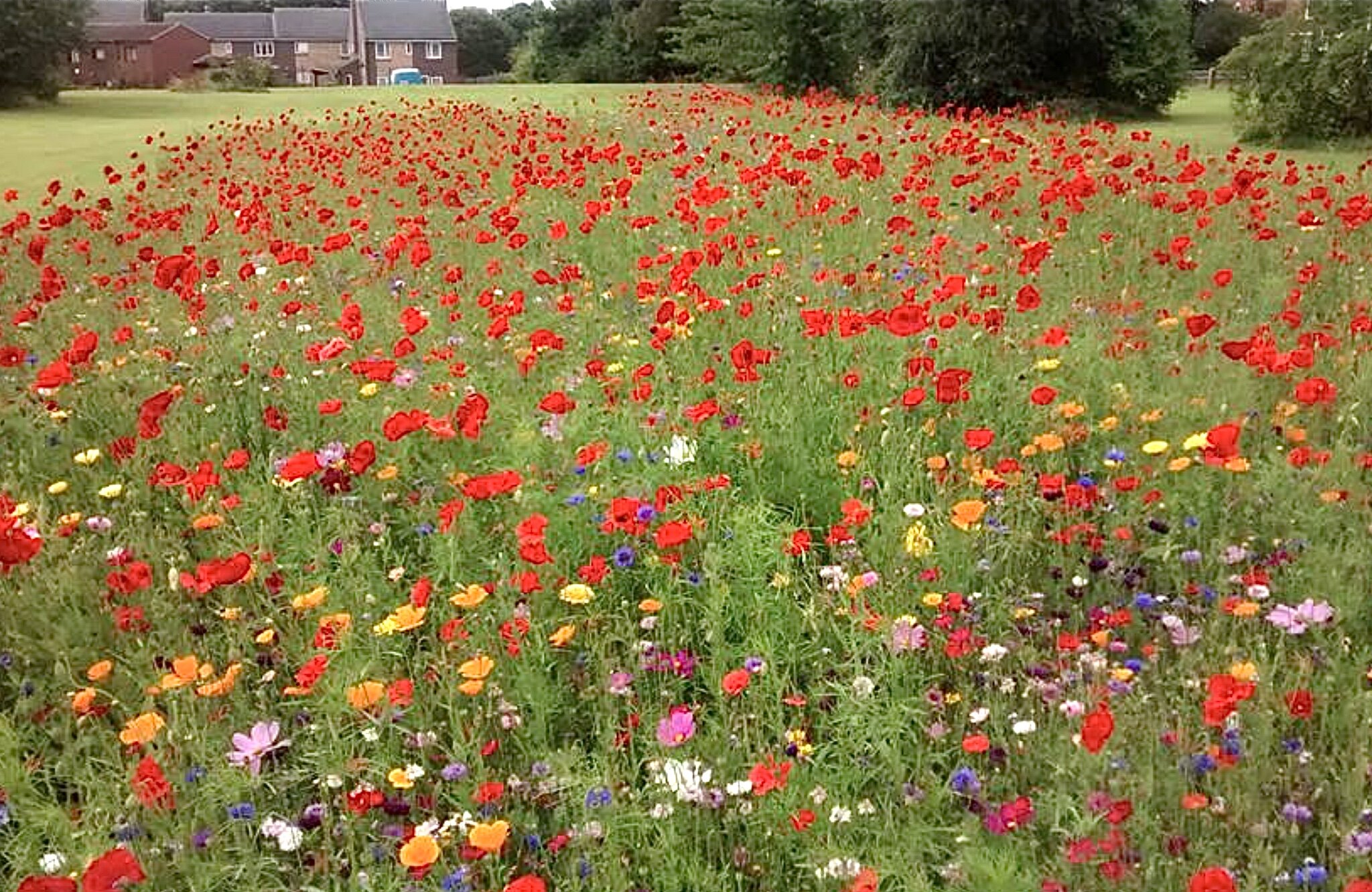 Wild Flower Meadow, West Park Fields © WPRA