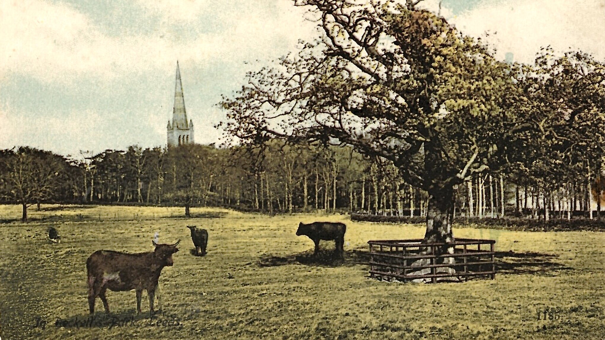 Beckett Park, view towards St Chad's Church and Church Wood, c1908