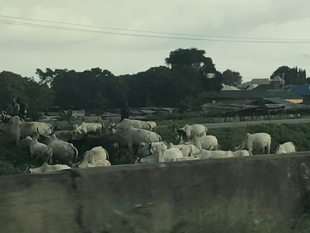 Cows casj walking from God knows where to God knows where