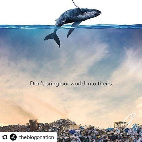 #Repost @thebiogonation (@get_repost)
・・・
A powerful image for an important message.

Plastic takes in excess of 500 years to biodegrade. Over 90% of plastic produced still exists in some form. It litters oceans and fills landfills. One thing is alwa