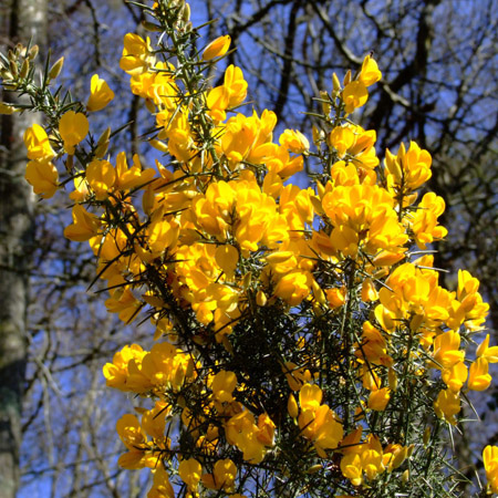 Yellow Gorse