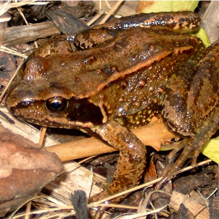 Common Frog