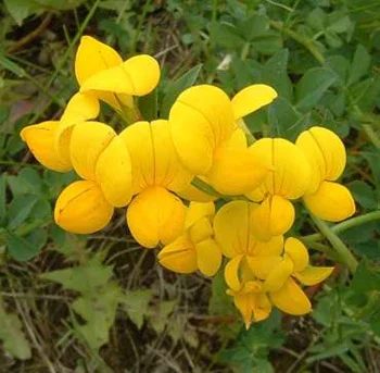 Birdsfoot Trefoil