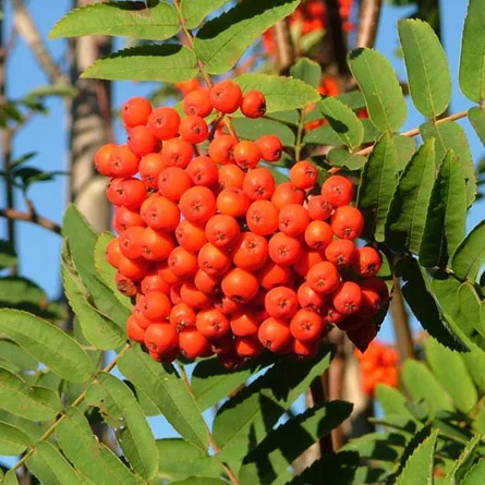 Rowan Berries