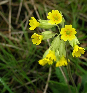 Cowslip