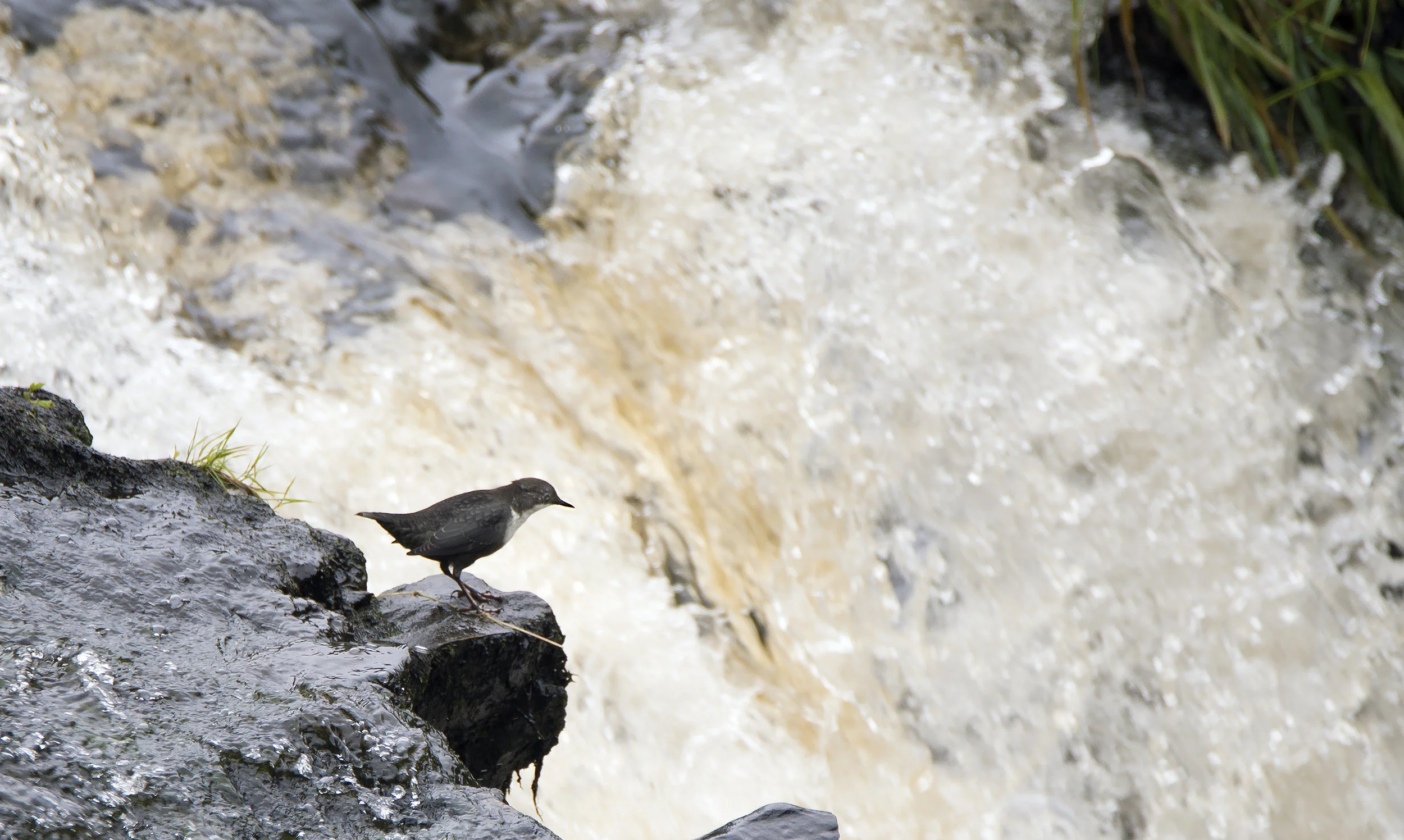 Brian Tansey Dipper.jpg